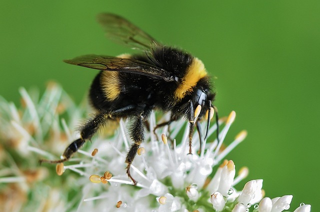 Ochrana čmeláků před pesticidy